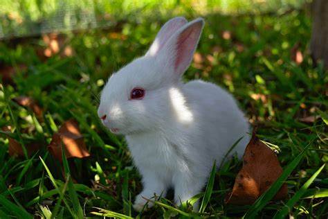 Rabbit Image