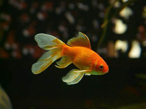 Fish Image