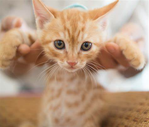 Cat image